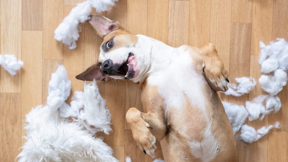 Things You Should Never Do When Buying Your Pet Toys