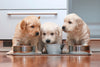 Puppies Eat Puppy Food