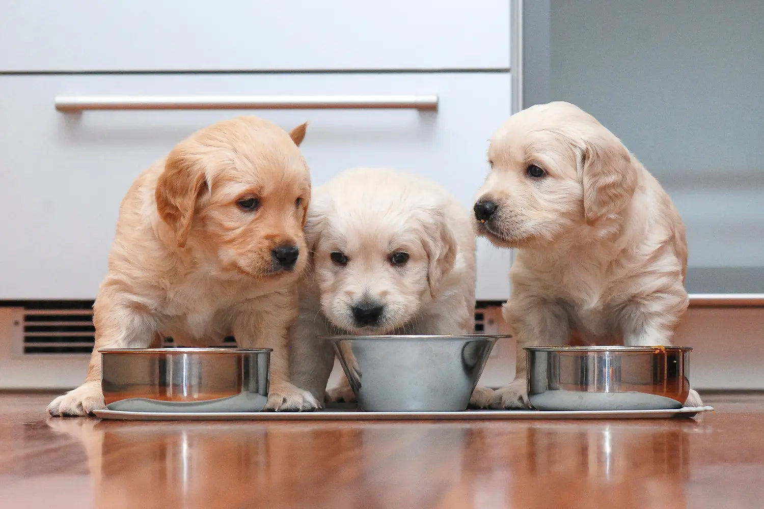 Puppies Eat Puppy Food
