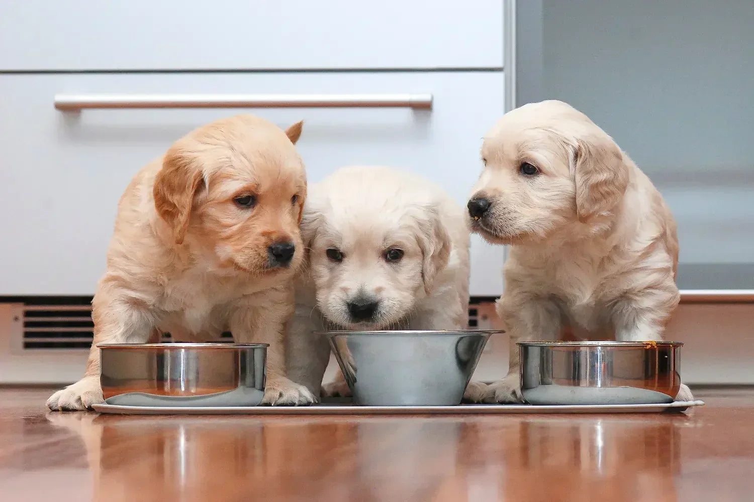 Three golden retriever puppies eating from metal bowls on a kitchen floor