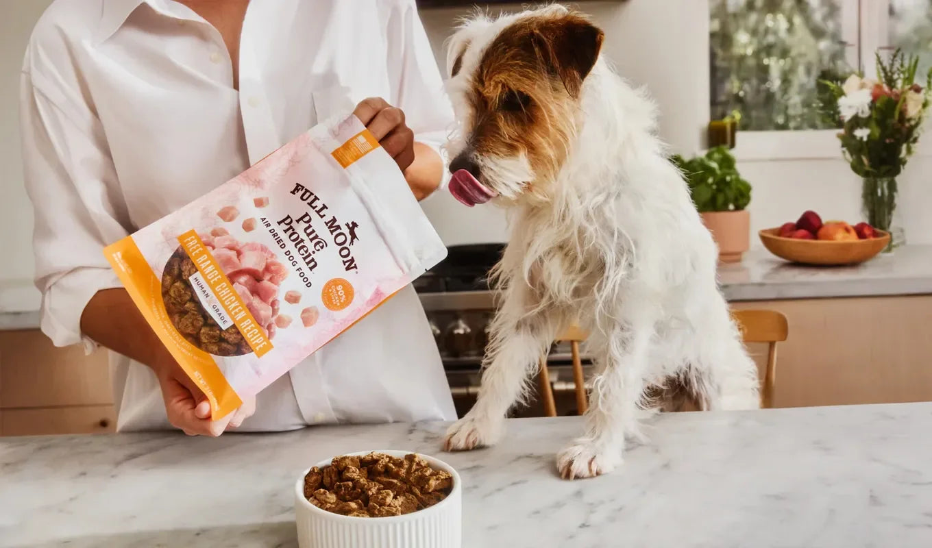 Small dog licking lips next to bowl of Full Moon air-dried free range chicken dog food in kitchen