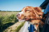 The Ultimate Dog Packing List: What to Pack for Your Pet