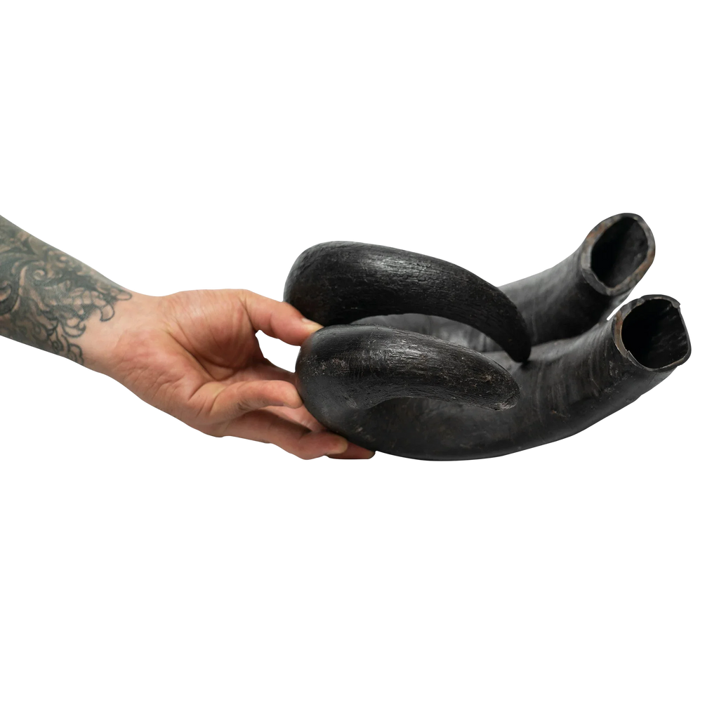 Tattooed hand holding two black bull horns, isolated on white background