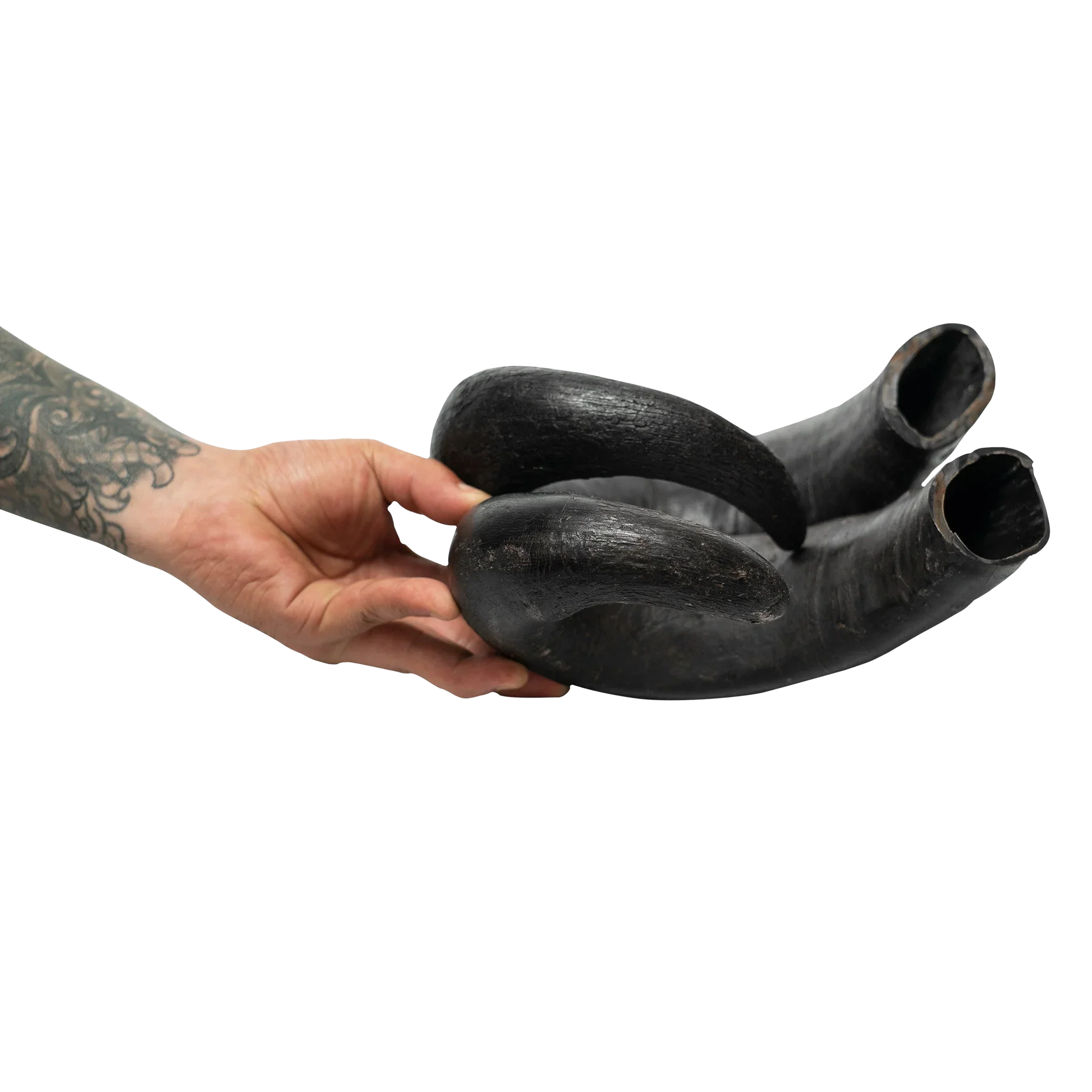 Tattooed hand holding two black bull horns, isolated on white background