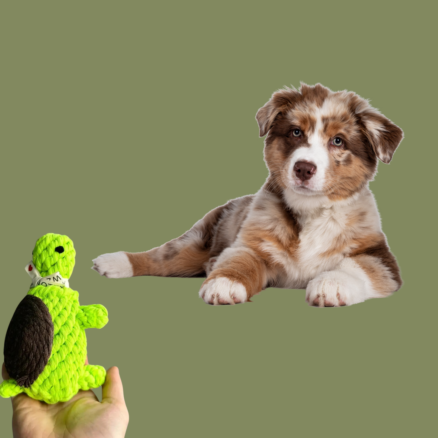 Eco-Turtle Dog Rope Toy-2