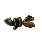 Close-up of black buffalo horn tips isolated on white background