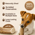 Dog chewing on a moose antler chew with text highlighting benefits on a beige background