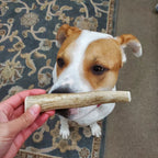 DOG OWNER GIVES CHEWING WHOLE ELK ANTLER