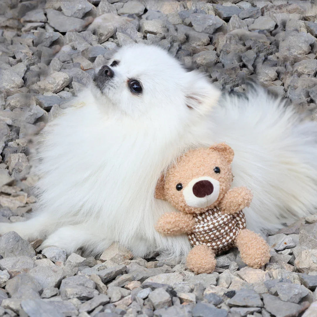 White fluffy Pomeranian dog lying on stones with a small brown teddy bear toy