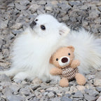 White fluffy Pomeranian dog lying on stones with a small brown teddy bear toy