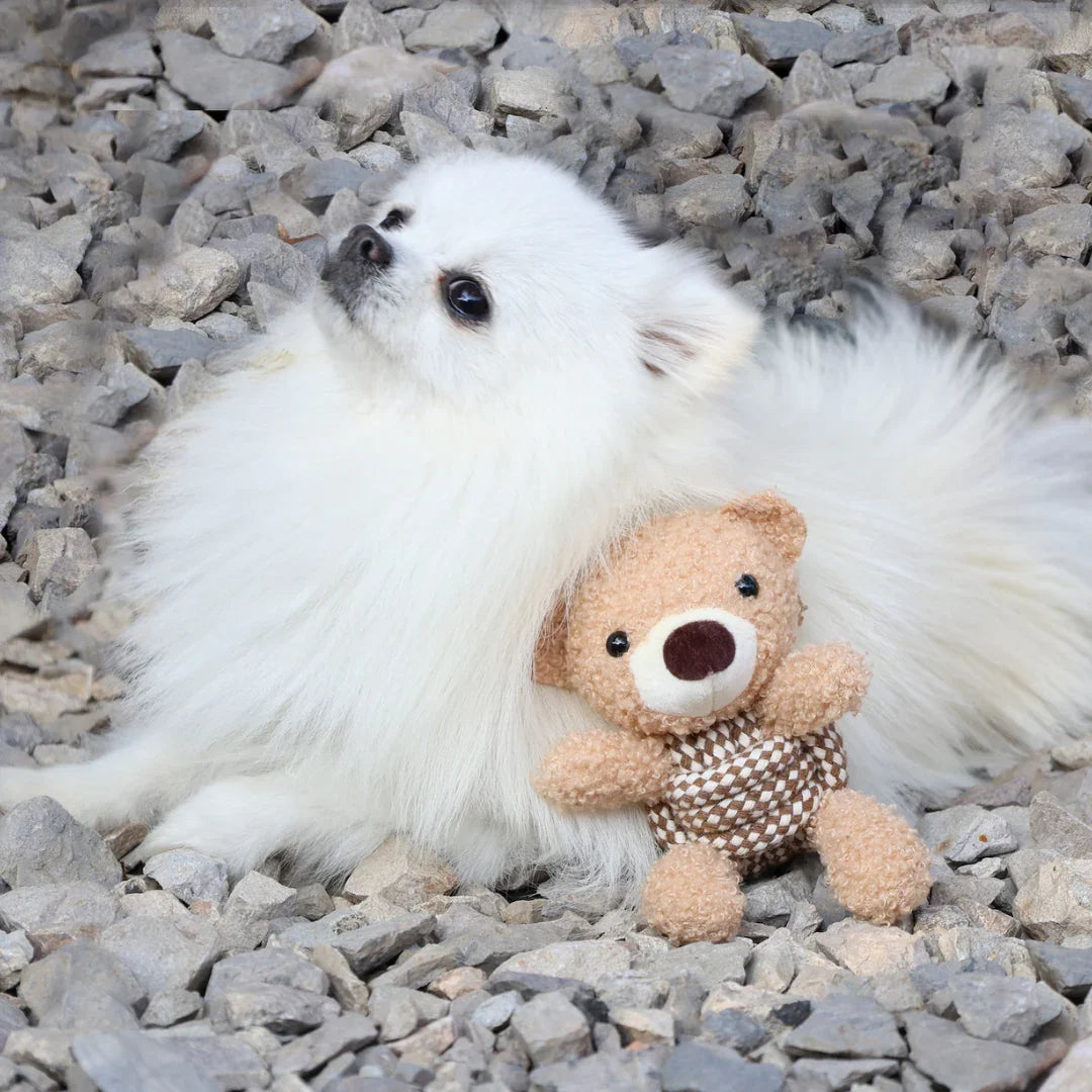 White fluffy Pomeranian dog lying on stones with a small brown teddy bear toy