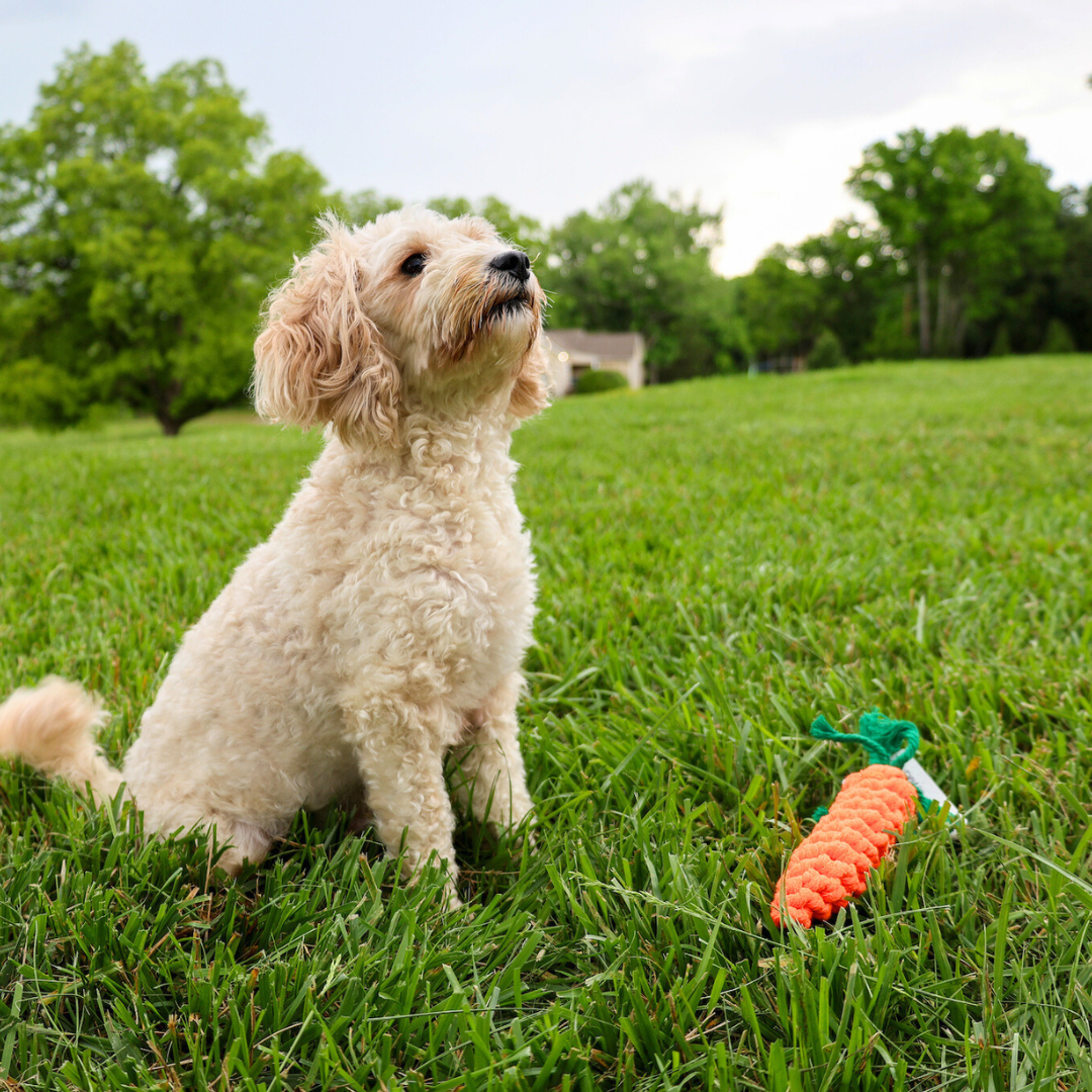 Palatable Carrot Rope Toys-2