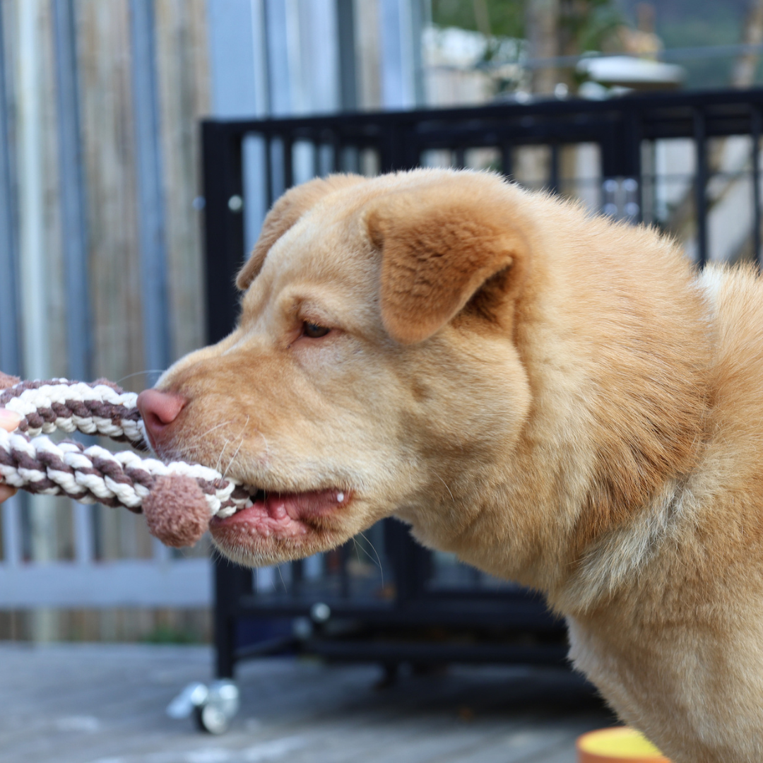 Daisy and Jasper Squeaky Plush Rope Toys-2