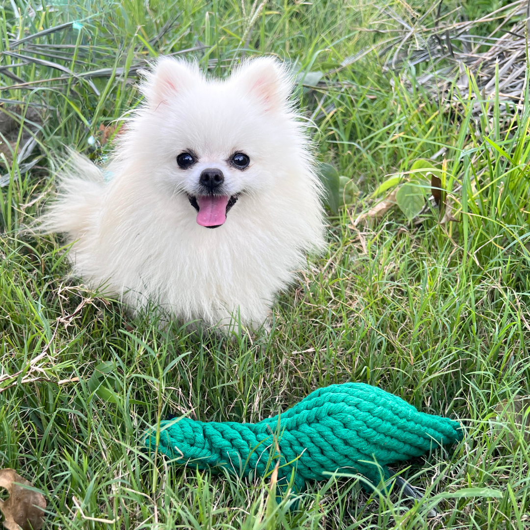 Rex the Green Dinosaur Rope Toy – Tough Tug Dog Toy by Knotty Pawz