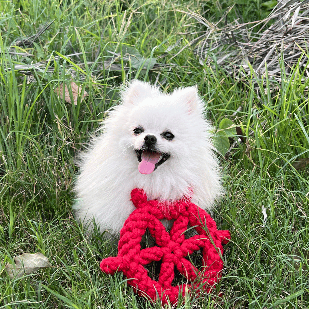 Lucky Red Wheel Dog Toy-2