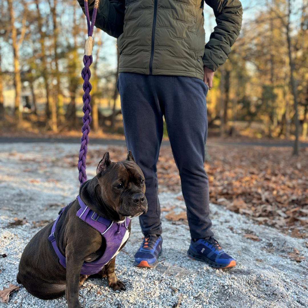 Xena Wanderlust Dog Leash Collection-1