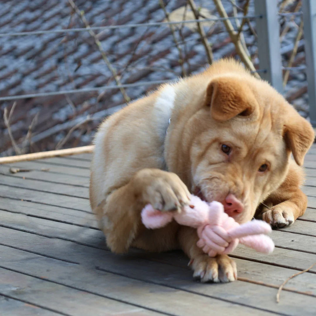 Light brown dog playing with pink plush rope pet toy on wooden deck outdoors