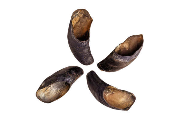 Four Water Buffalo Hooves Dog Chews on a white background.