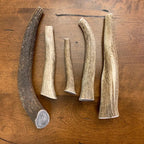 Whole Elk Antler Dog Chew