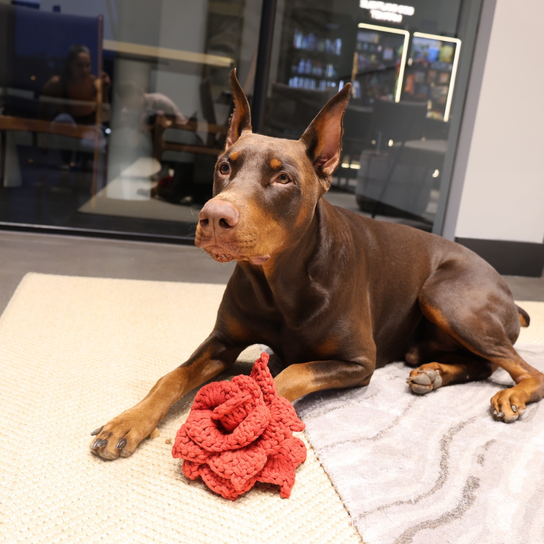 Poinsettia Blossom: Snuffle Flower Dog Toy-2