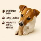 Small brown and white dog chewing natural long-lasting dental health chew toy