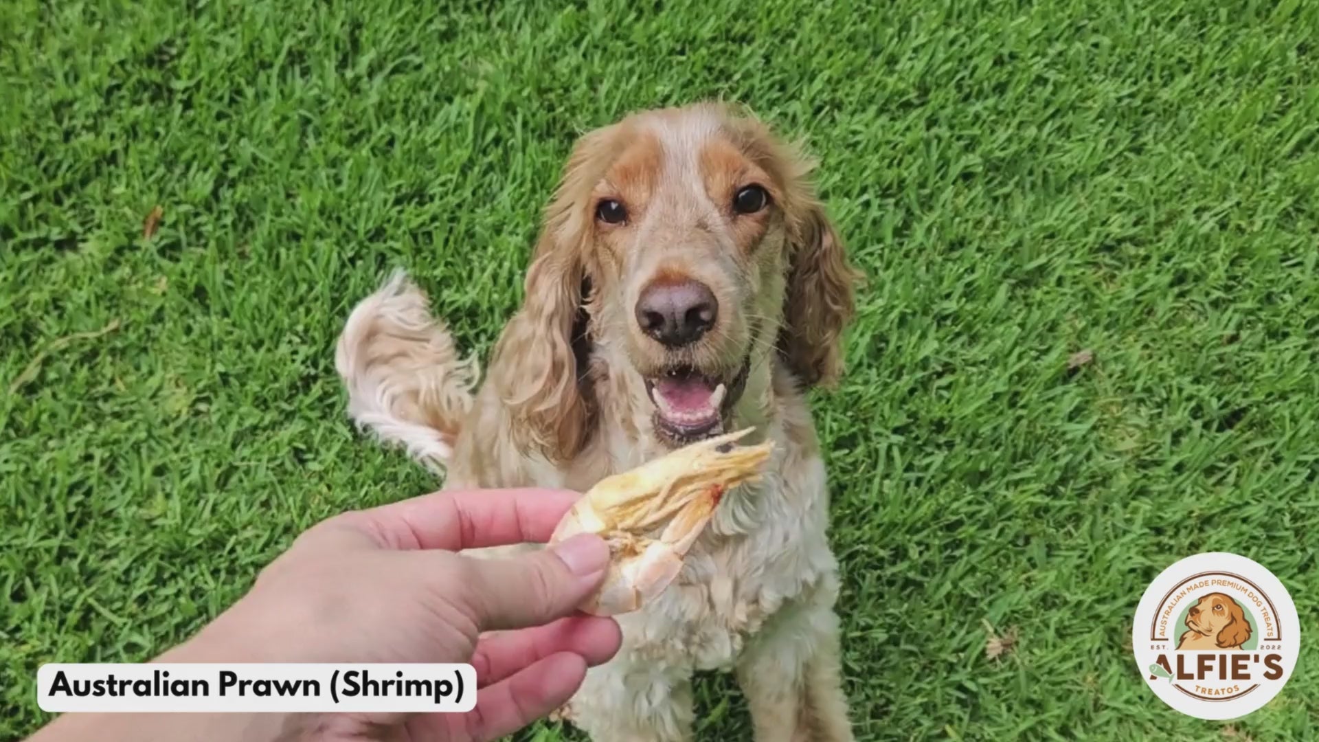 Wild-Caught Australian Jumbo Prawns Dog Treats | High-Protein Single-Ingredient Reward | Alfie’s Treatos