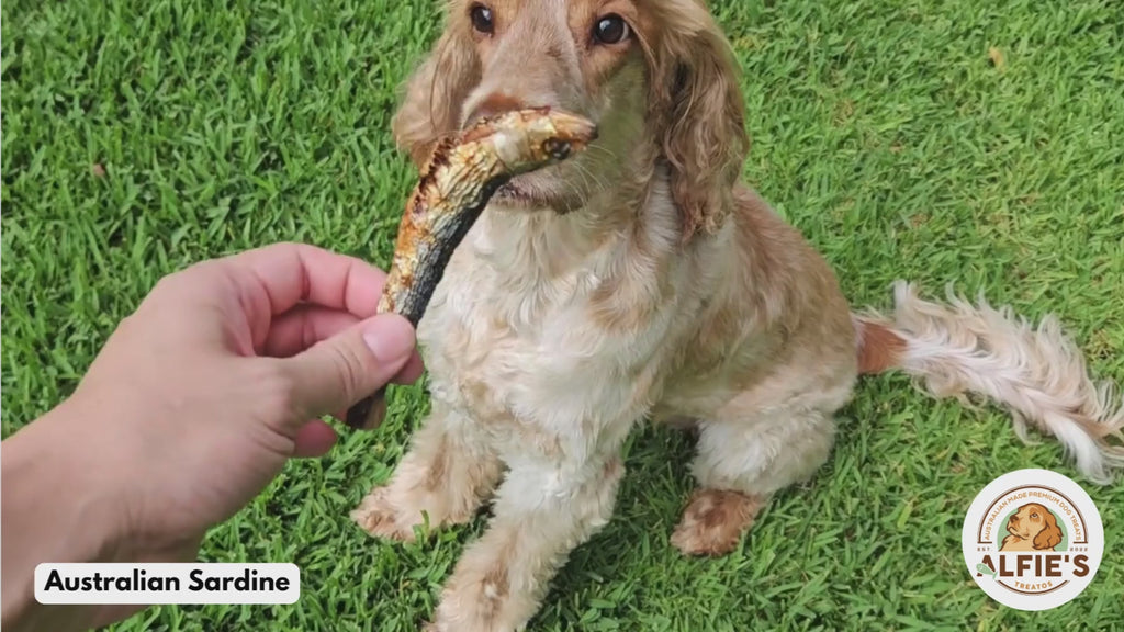 Wild-Caught Australian Sardine Dog Treats | Omega-3 Skin & Coat Support | Alfie’s Treatos